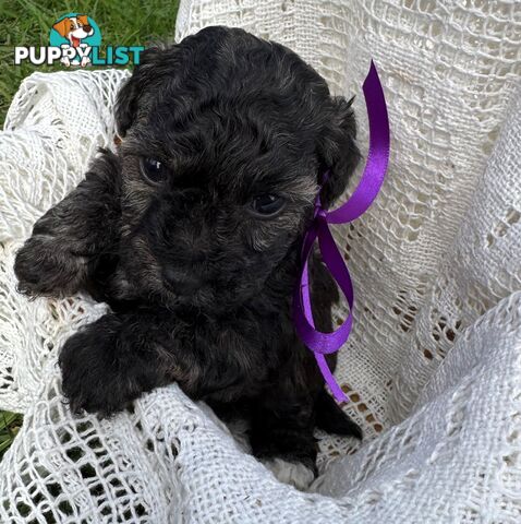 Toy Poodle x - Ready to go 8th June