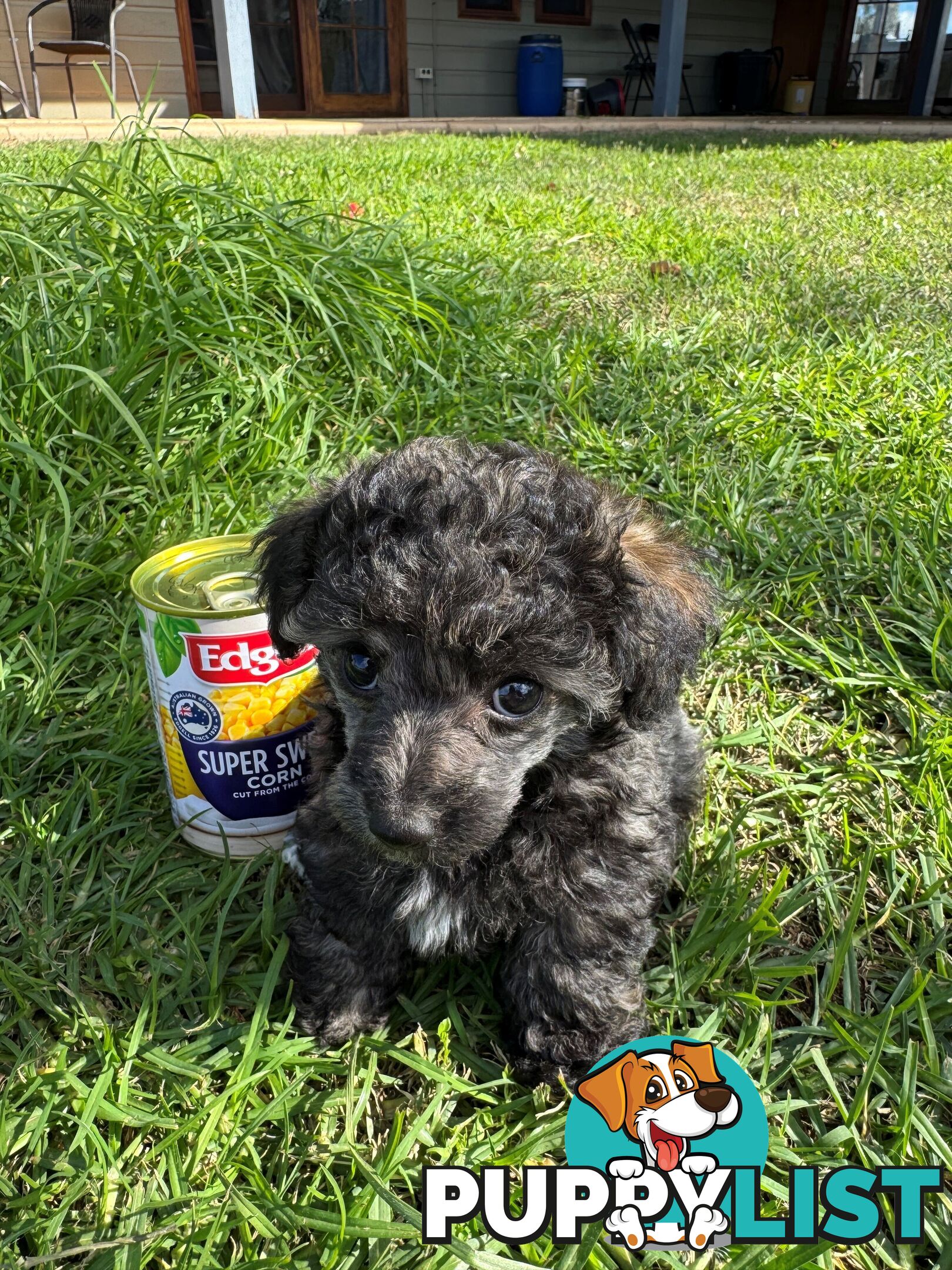 Toy Poodle x - 8 Weeks old and ready for their new home