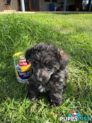 Toy Poodle x - 8 Weeks old and ready for their new home