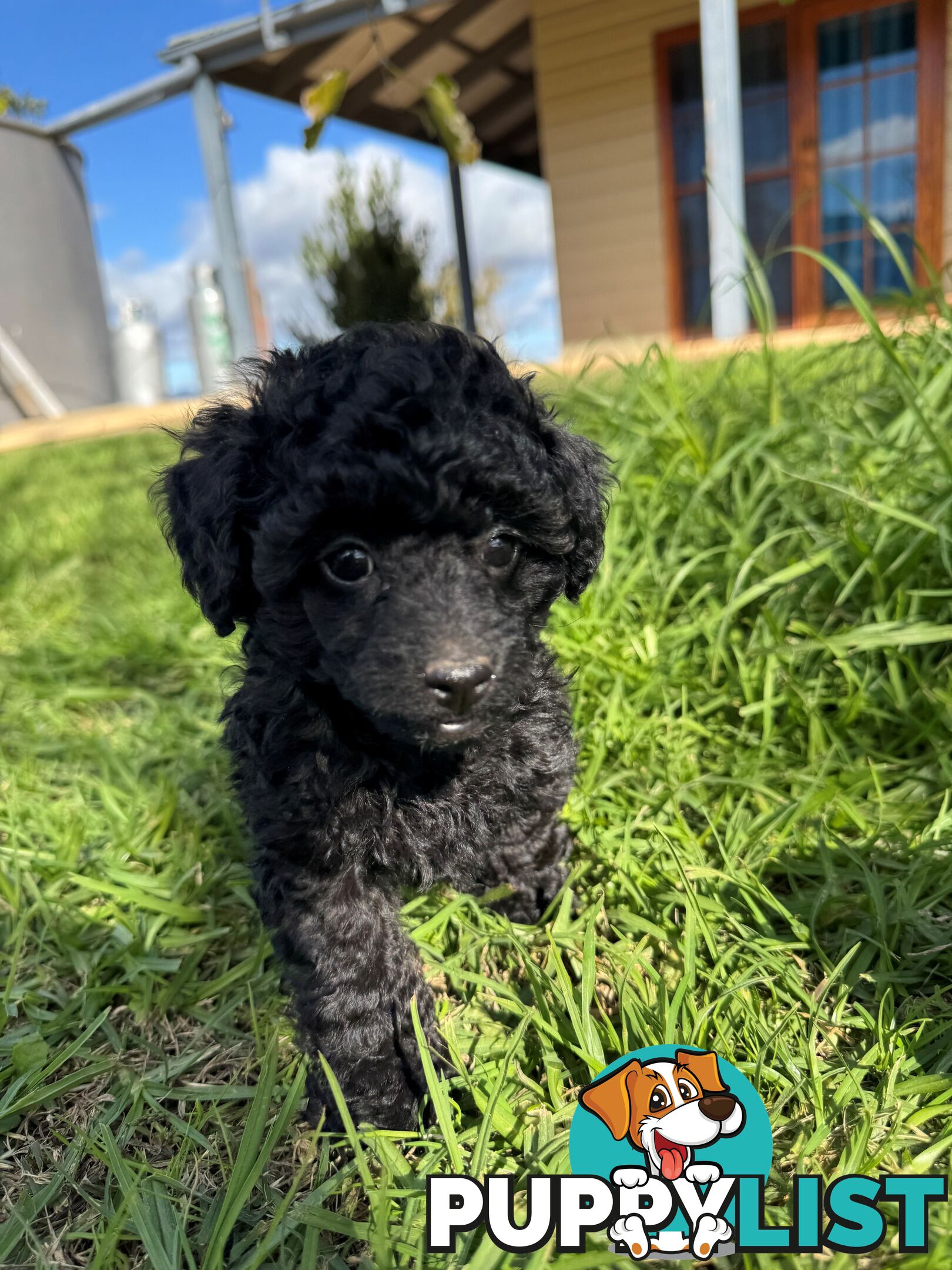 Toy Poodle x - 8 Weeks old and ready for their new home