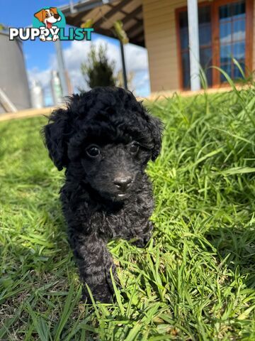 Toy Poodle x - 8 Weeks old and ready for their new home