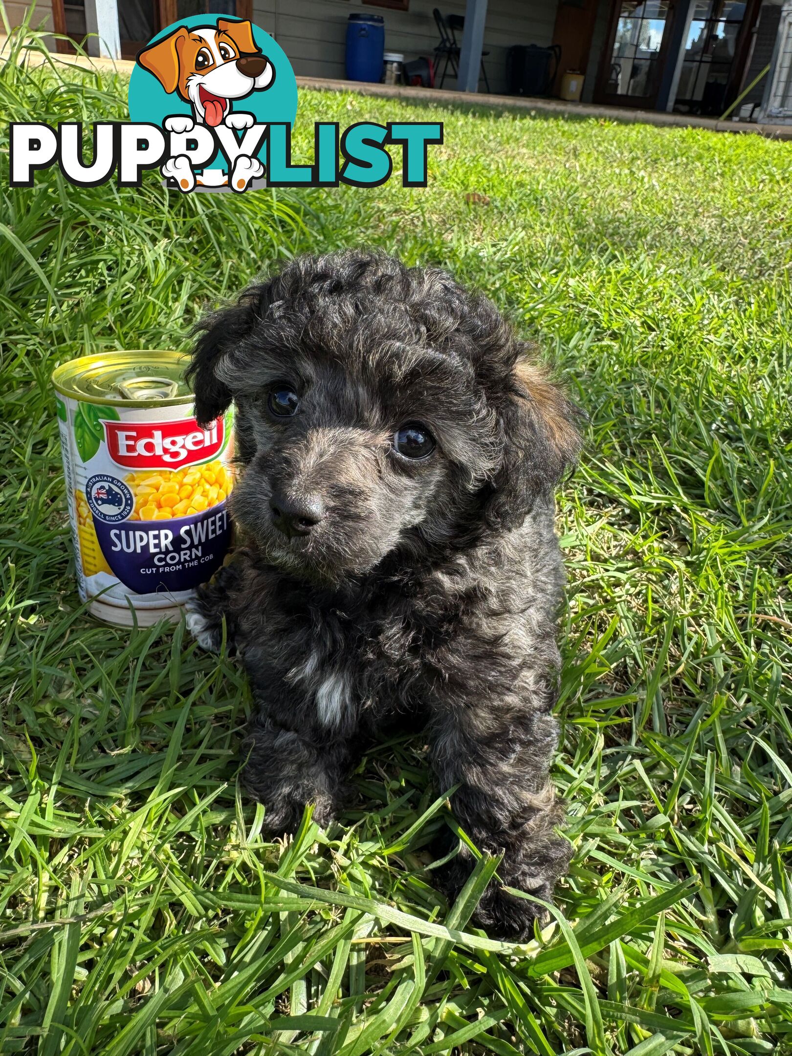 Toy Poodle x - 8 Weeks old and ready for their new home
