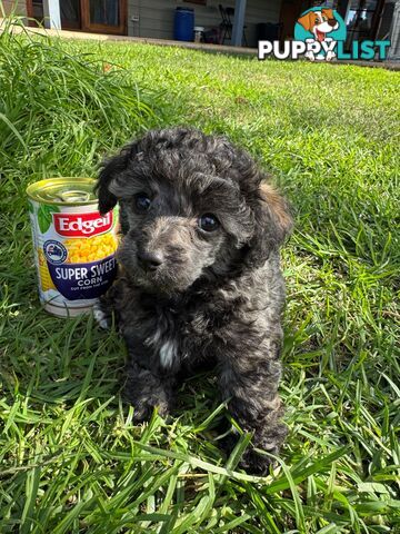Toy Poodle x - 8 Weeks old and ready for their new home
