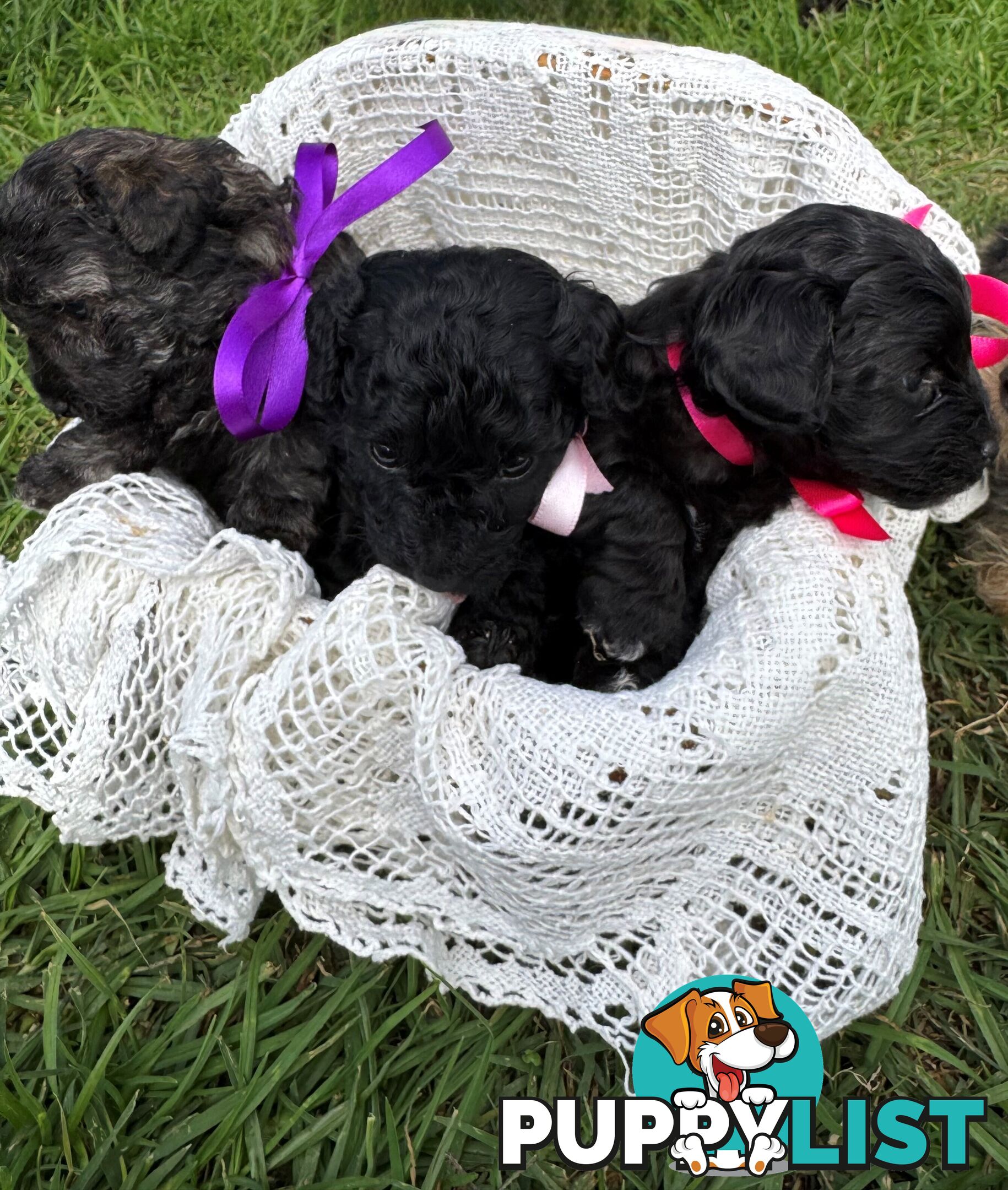 Toy Poodle x - Ready to go 8th June