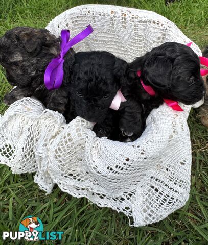 Toy Poodle x - Ready to go 8th June