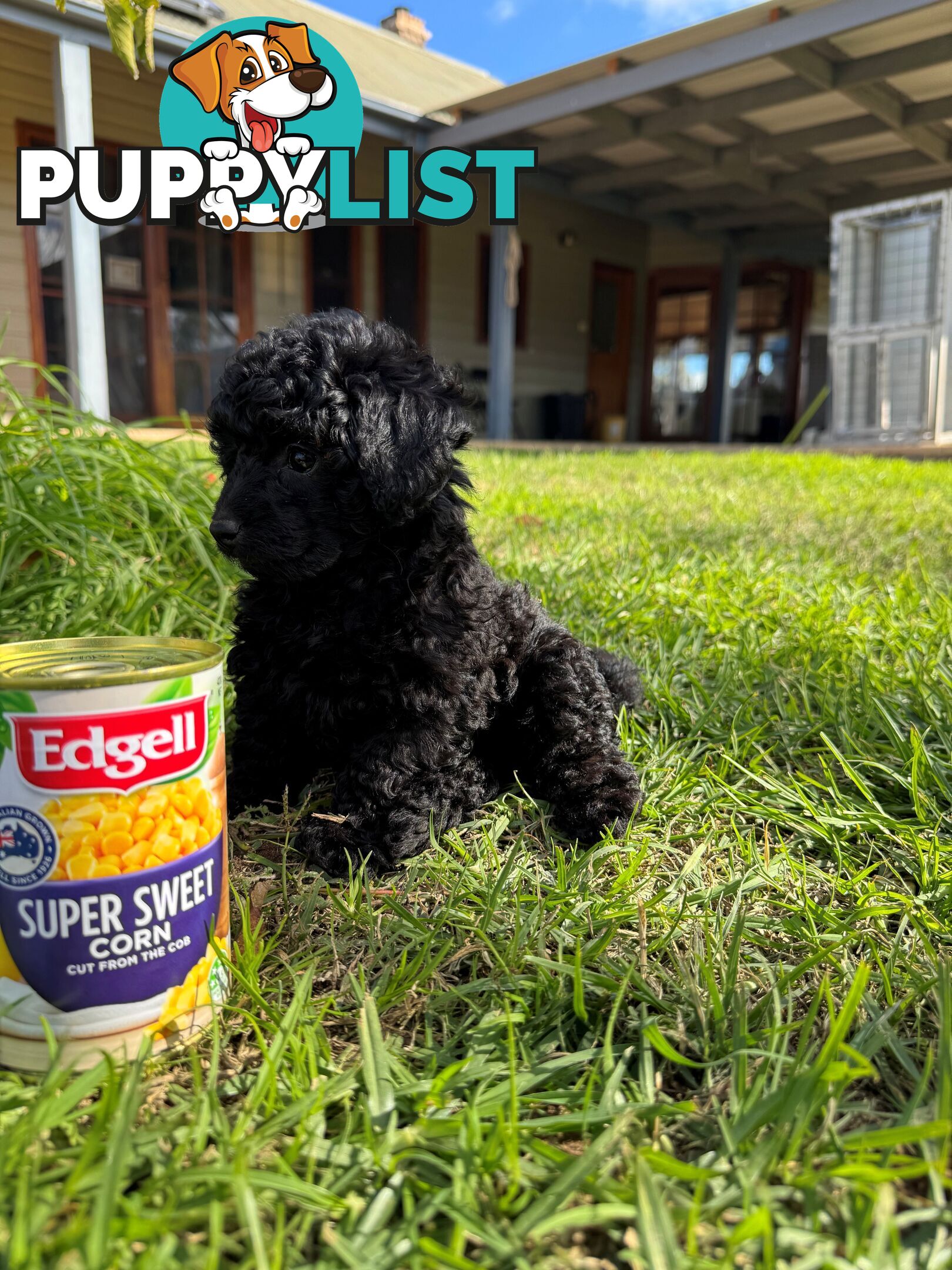 Toy Poodle x - 8 Weeks old and ready for their new home
