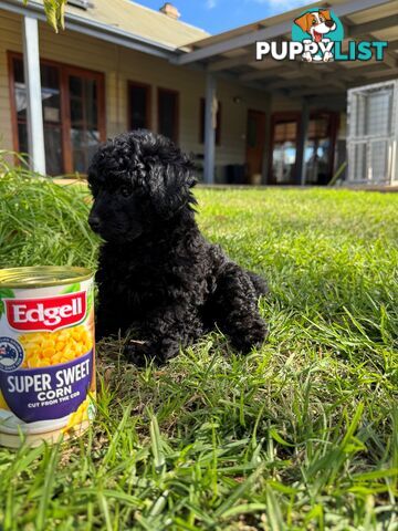 Toy Poodle x - 8 Weeks old and ready for their new home