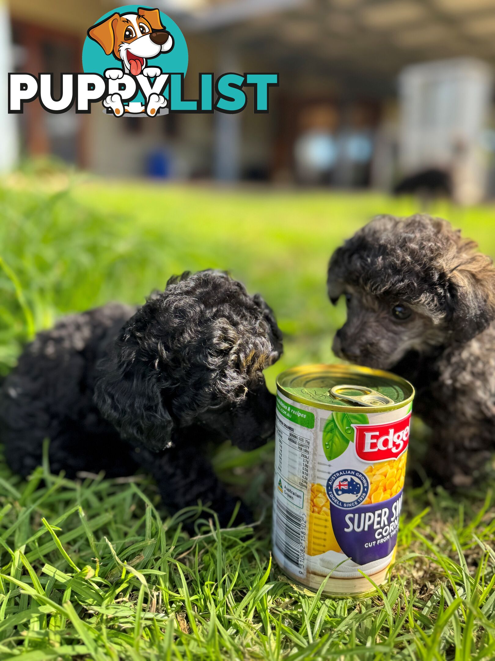 Toy Poodle x - 8 Weeks old and ready for their new home