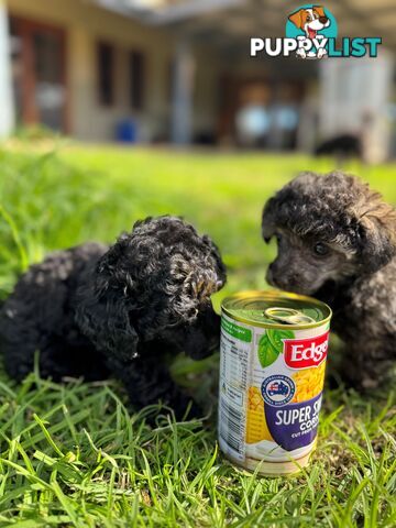 Toy Poodle x - 8 Weeks old and ready for their new home