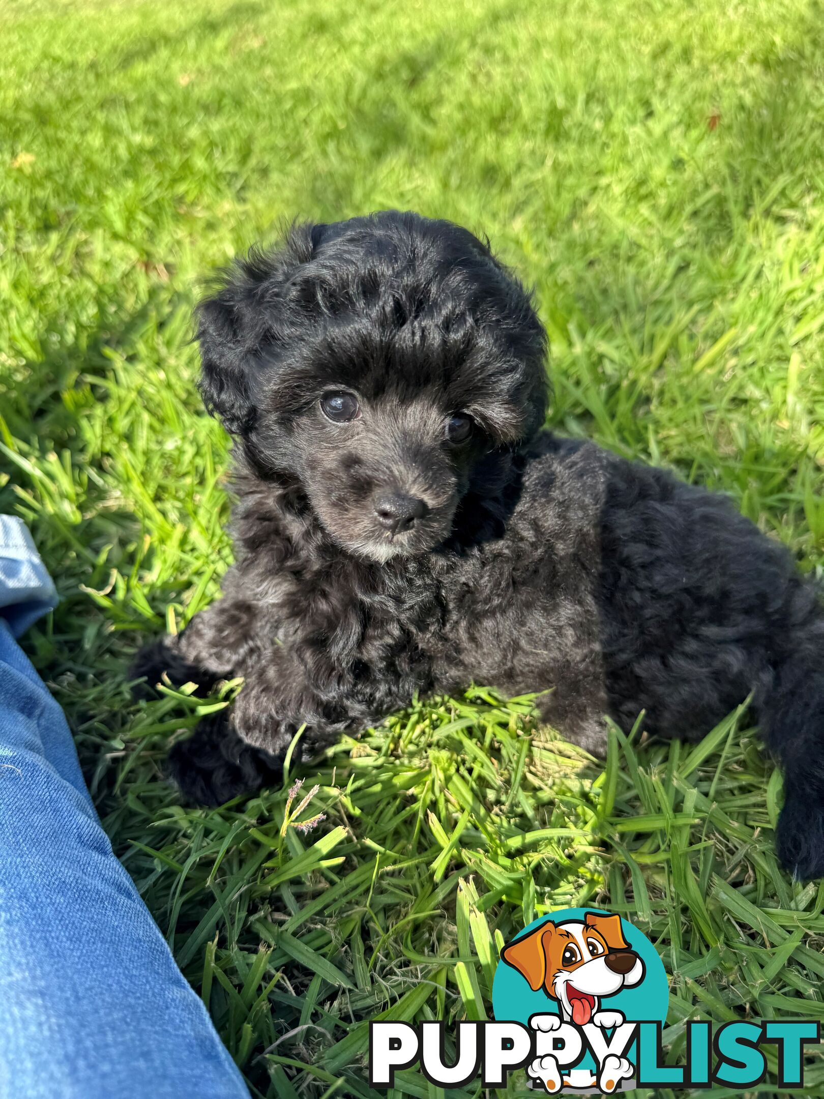 Toy Poodle x - 8 Weeks old and ready for their new home