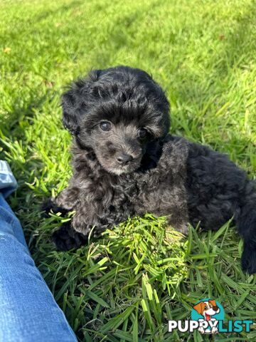 Toy Poodle x - 8 Weeks old and ready for their new home