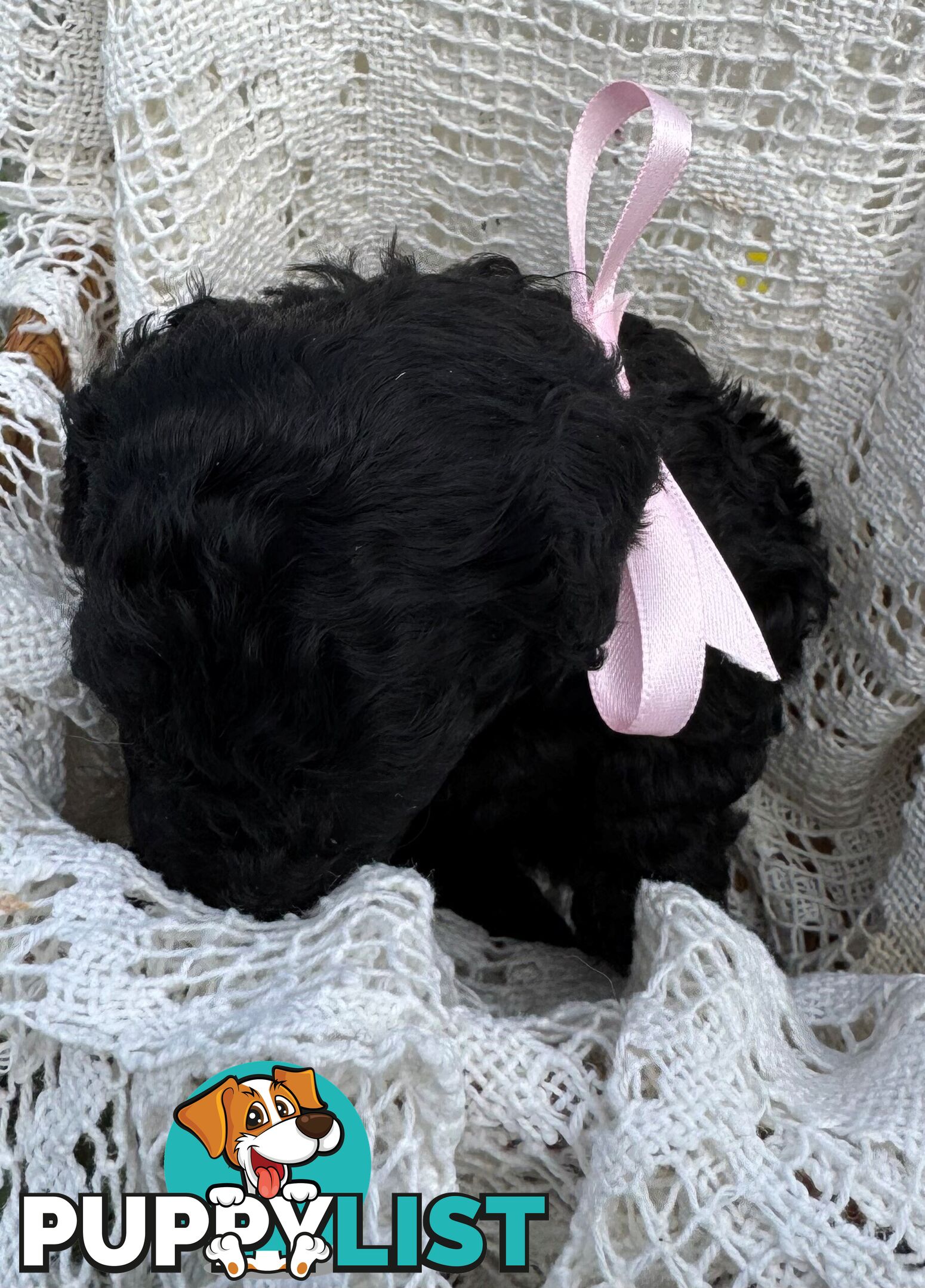 Toy Poodle x - Ready to go 8th June