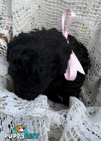 Toy Poodle x - Ready to go 8th June