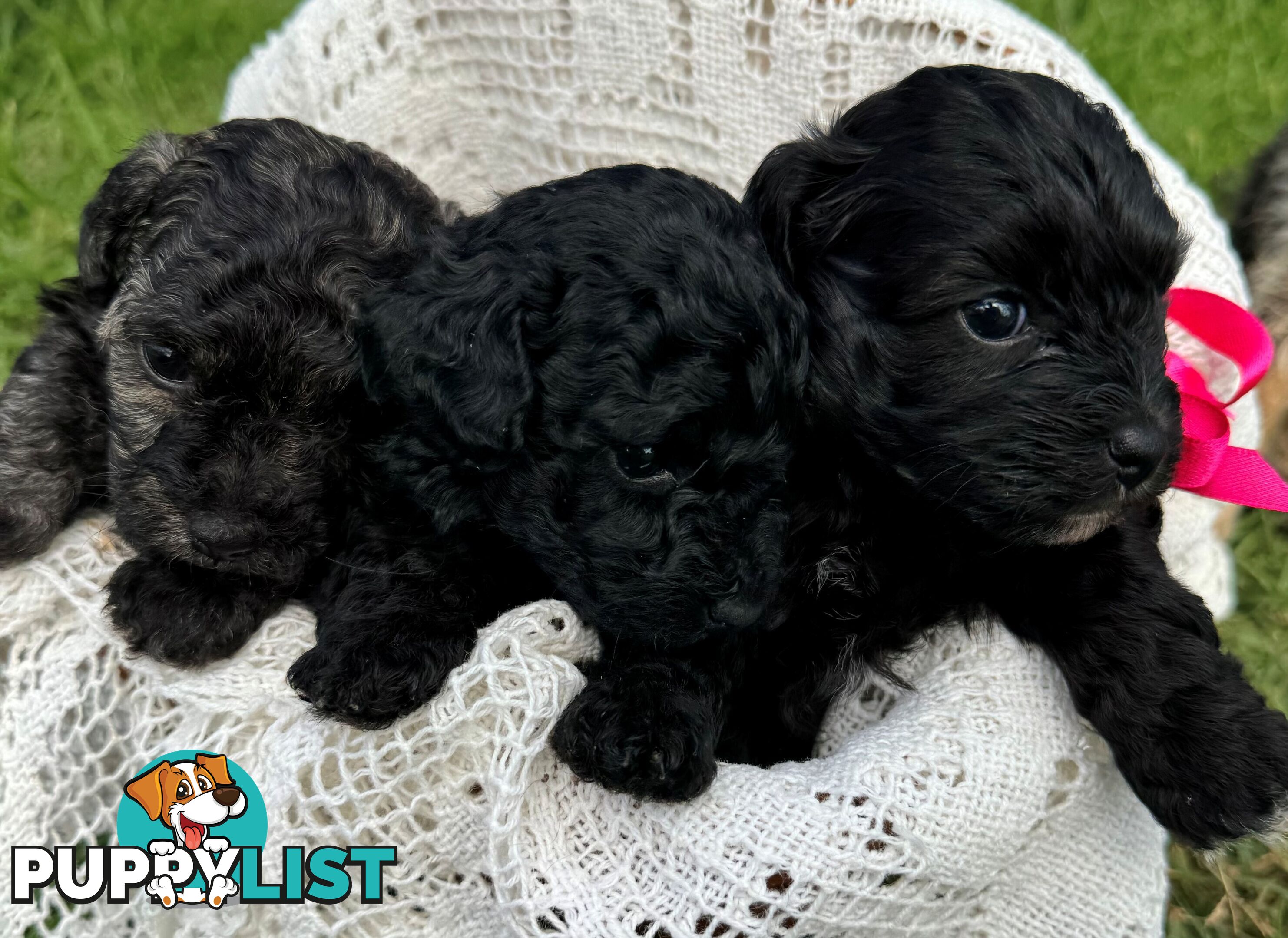 Toy Poodle x - Ready to go 8th June