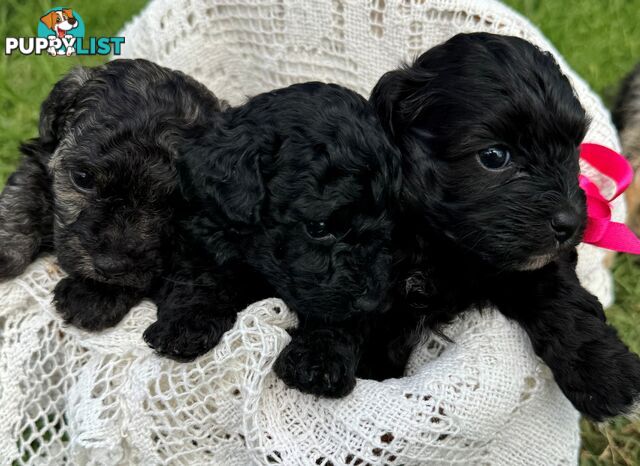 Toy Poodle x - Ready to go 8th June