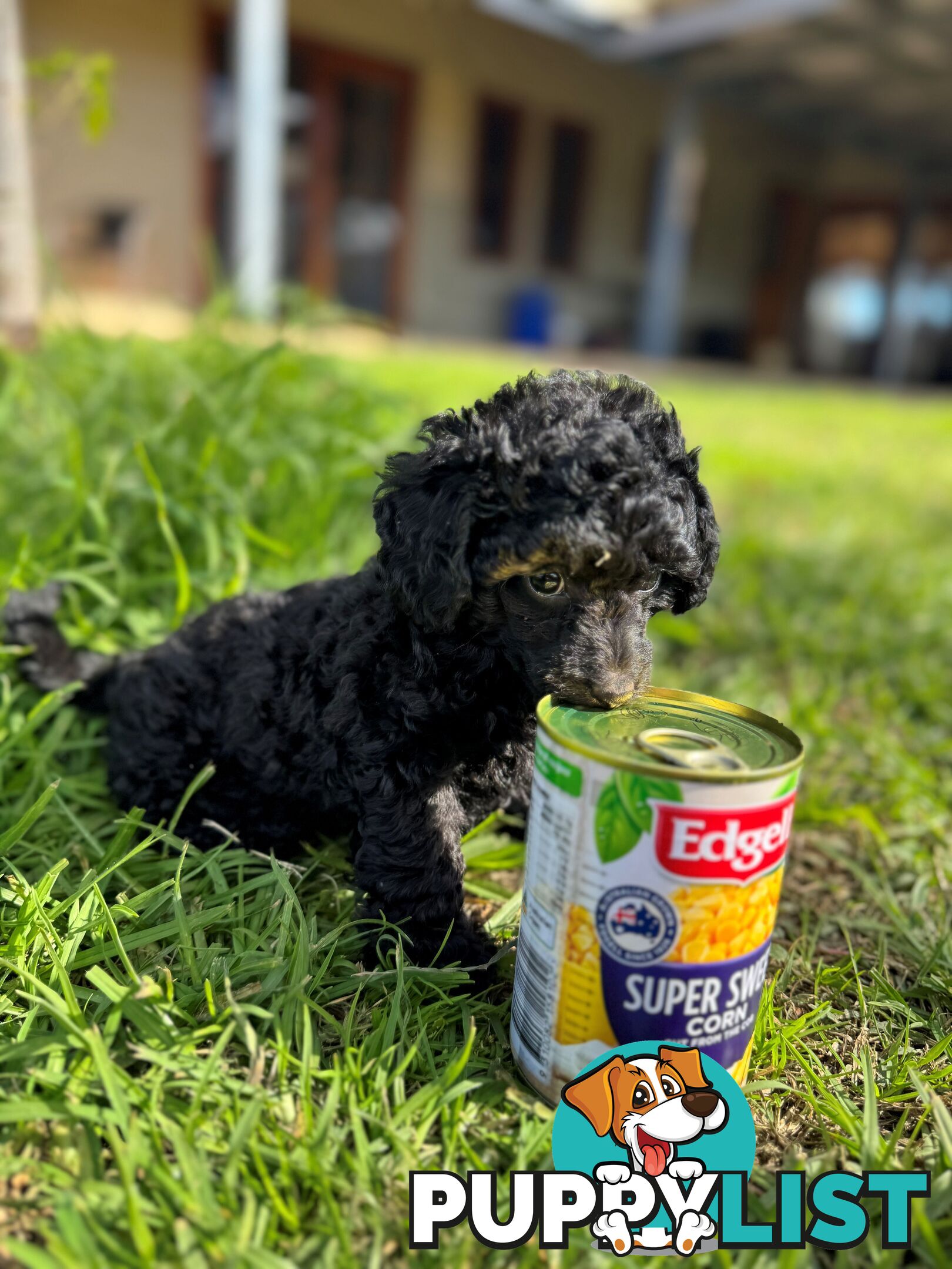 Toy Poodle x - 8 Weeks old and ready for their new home