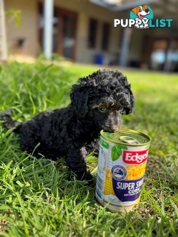 Toy Poodle x - 8 Weeks old and ready for their new home