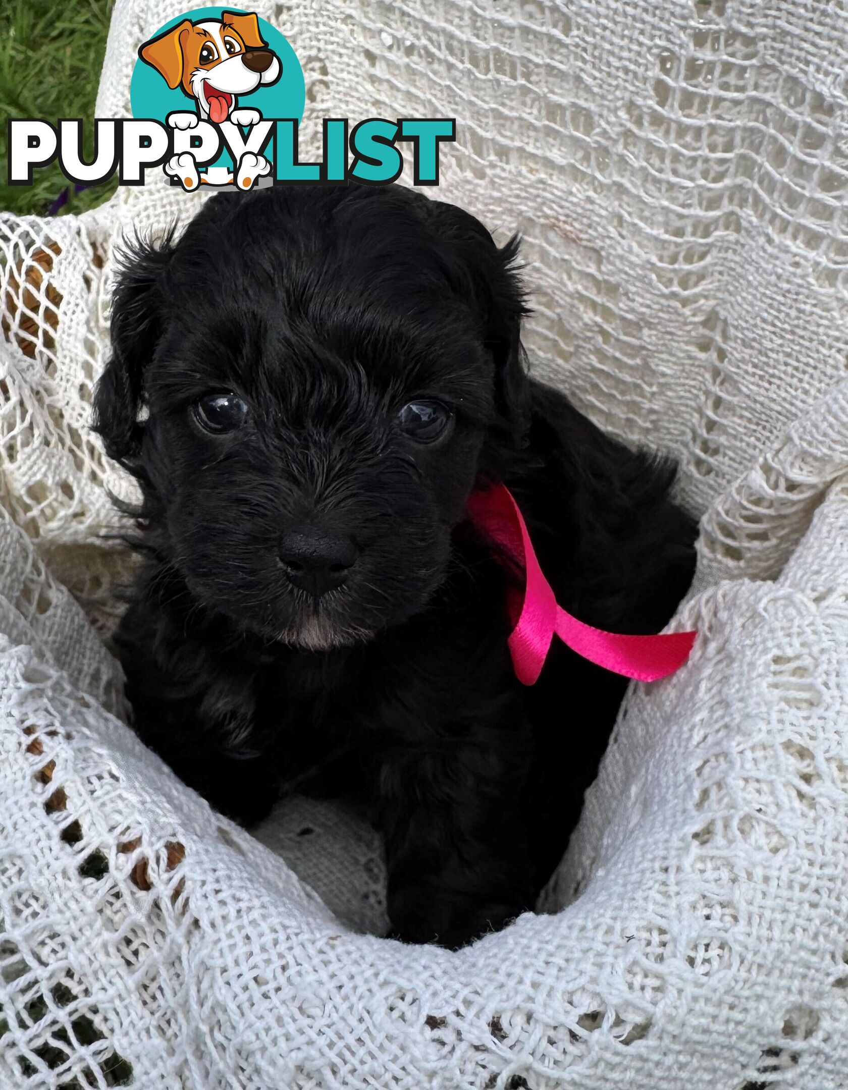 Toy Poodle x - Ready to go 8th June