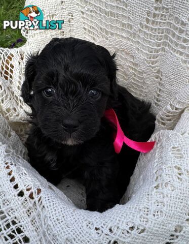 Toy Poodle x - Ready to go 8th June