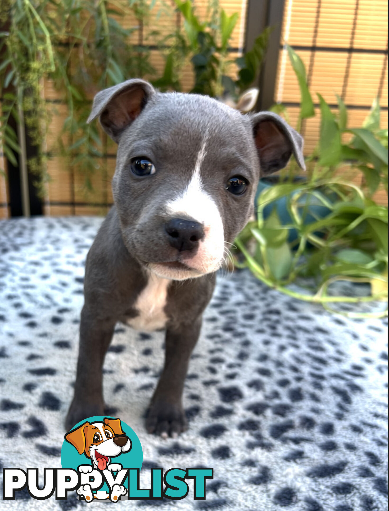 11 English Staffy Puppies-The Love Police - Gorgeous Parents made Pretty Pups