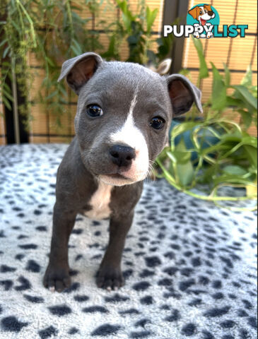 11 English Staffy Puppies- The Love Police - Gorgeous Parents made Pretty Pups