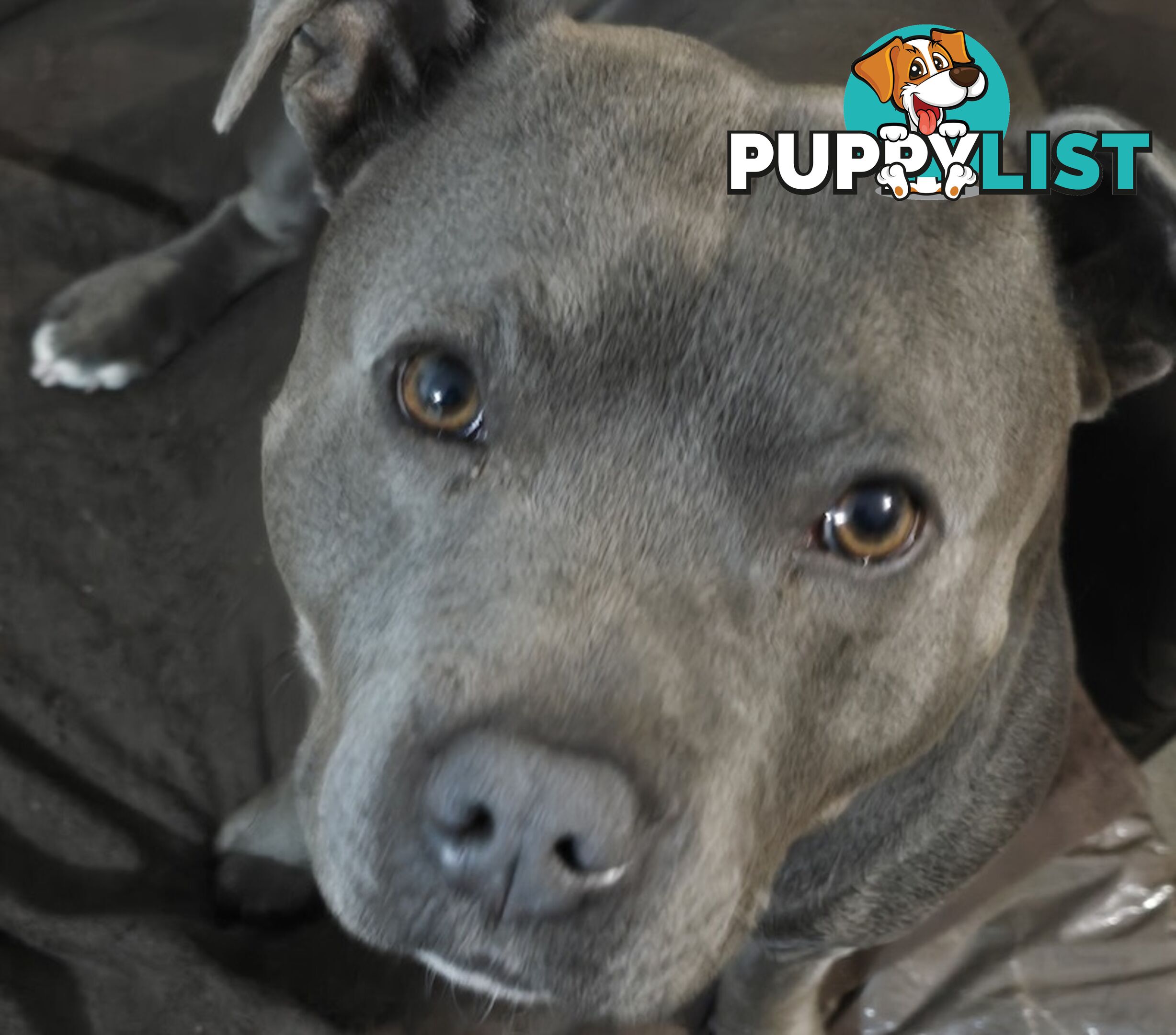 11 English Staffy Puppies-The Love Police - Gorgeous Parents made Pretty Pups