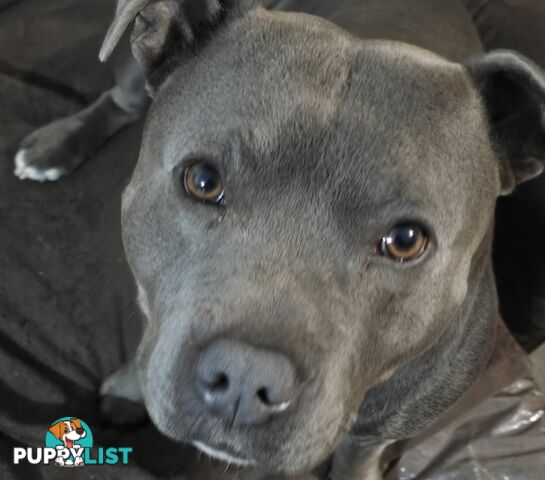 11 English Staffy Puppies-The Love Police - Gorgeous Parents made Pretty Pups