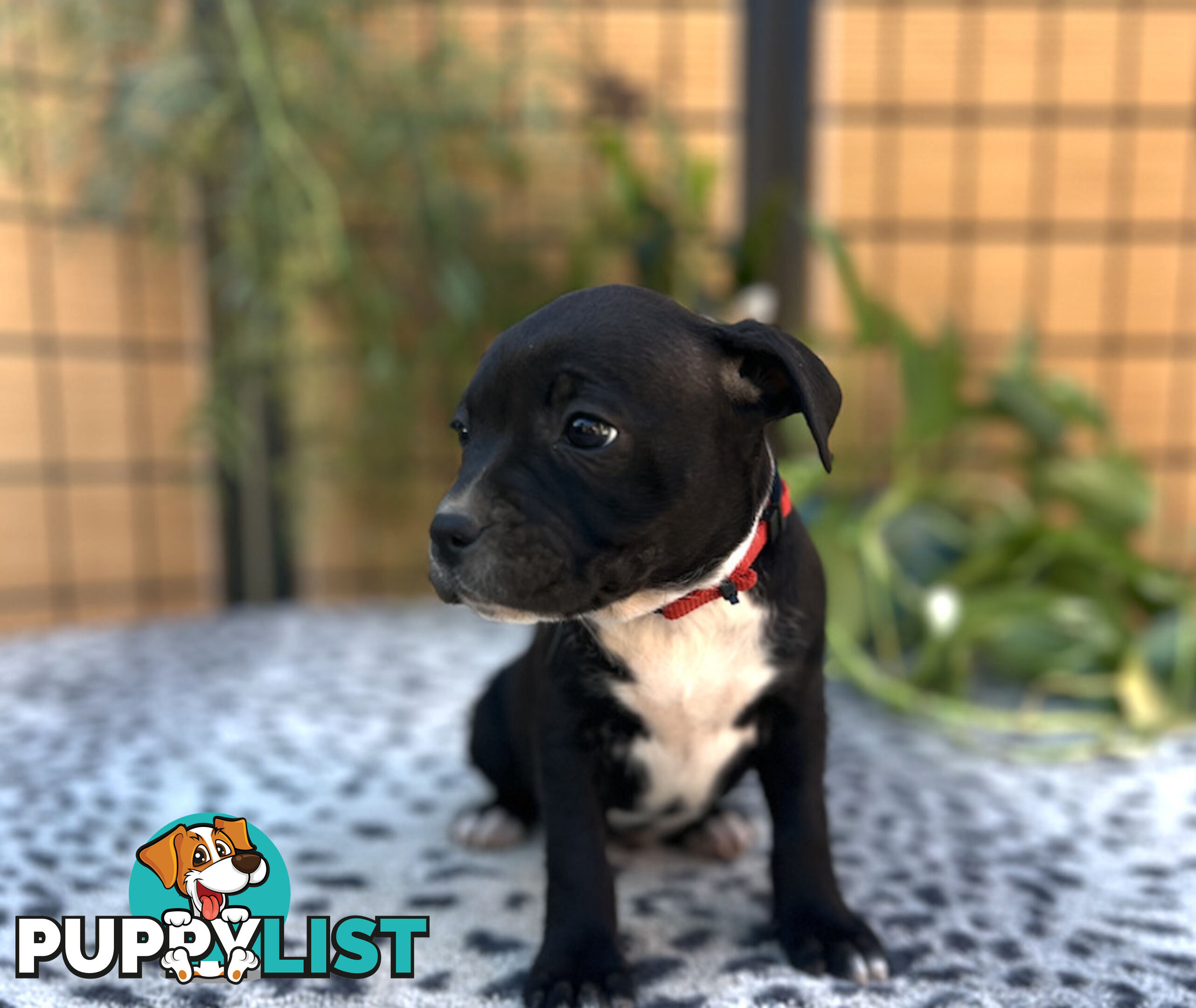 11 English Staffy Puppies-The Love Police - Gorgeous Parents made Pretty Pups