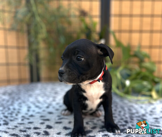 11 English Staffy Puppies- The Love Police - Gorgeous Parents made Pretty Pups
