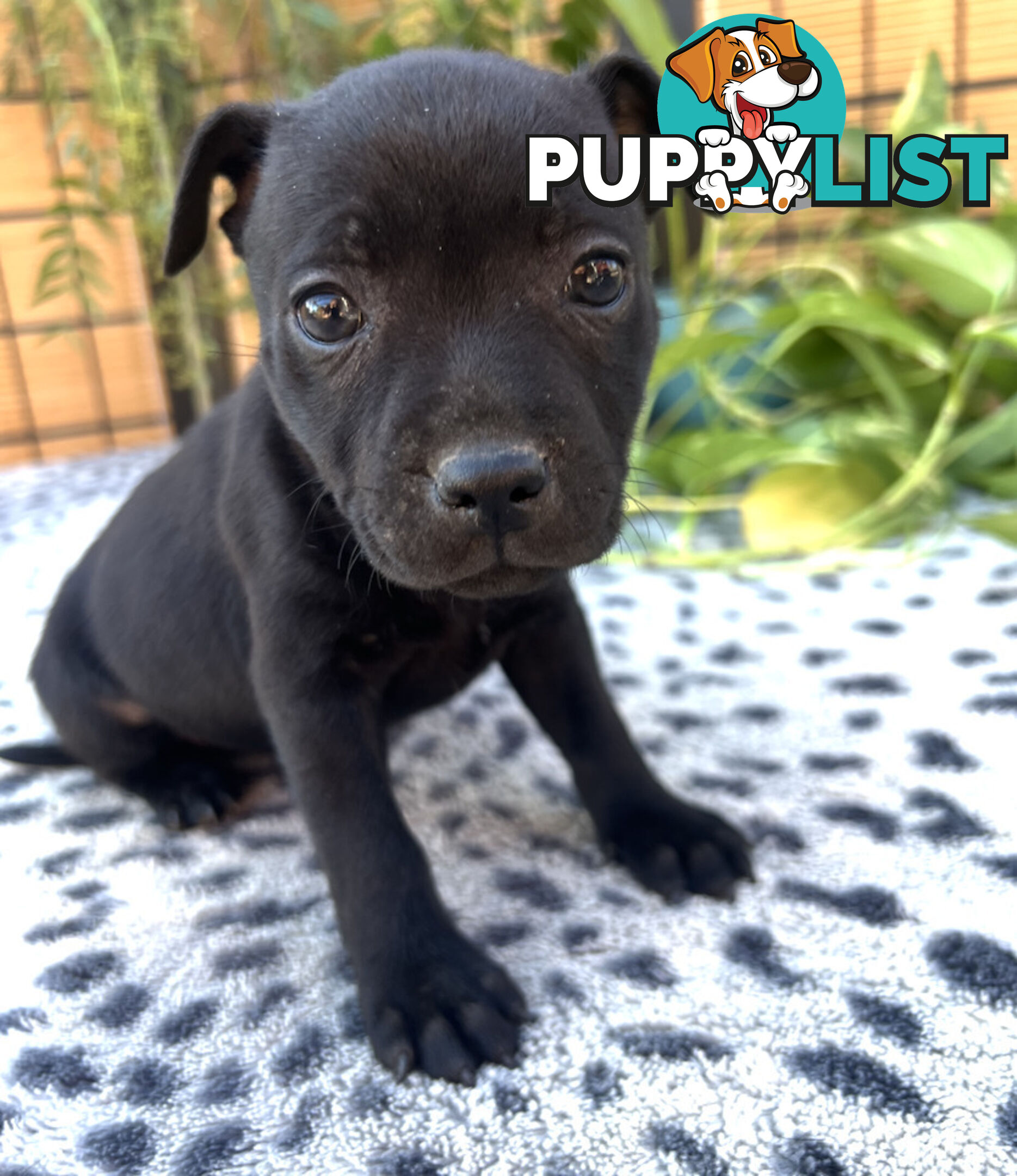 11 English Staffy Puppies-The Love Police - Gorgeous Parents made Pretty Pups