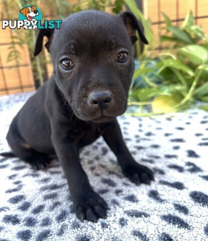 11 English Staffy Puppies-The Love Police - Gorgeous Parents made Pretty Pups