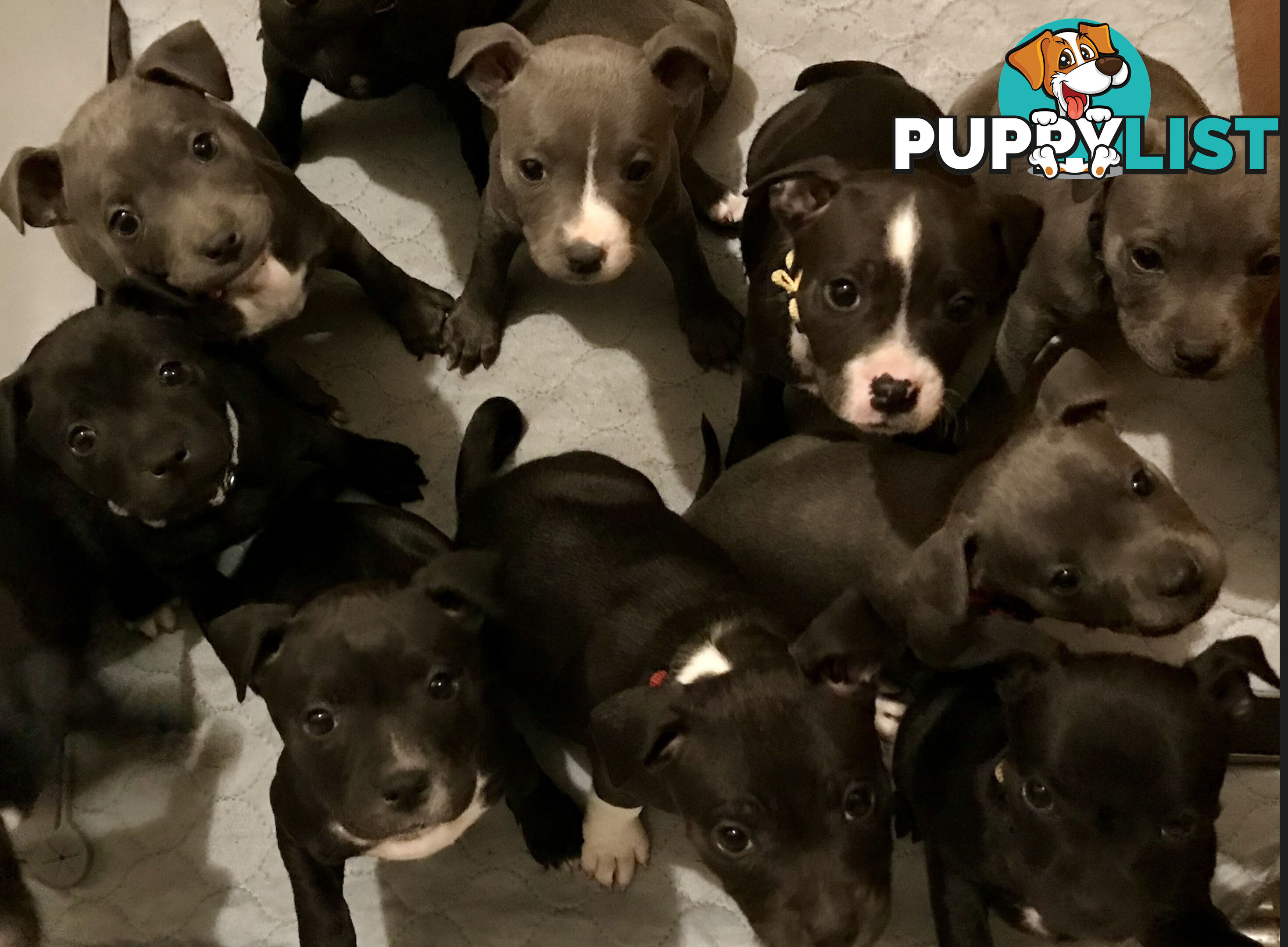 11 English Staffy Puppies-The Love Police - Gorgeous Parents made Pretty Pups