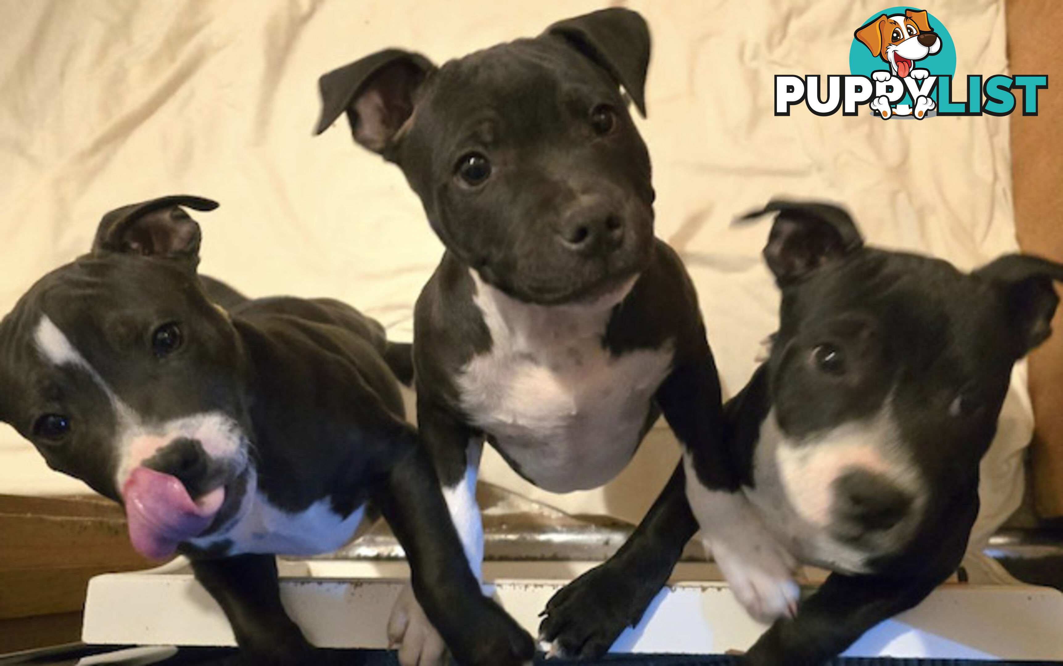 Pure Bred English Staffy Pups-Victoria