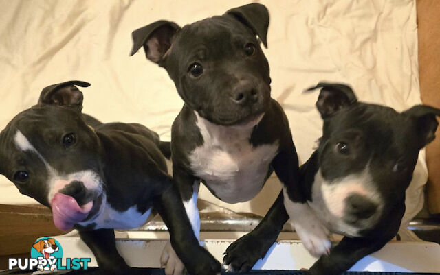 Pure Bred English Staffy Pups-Victoria