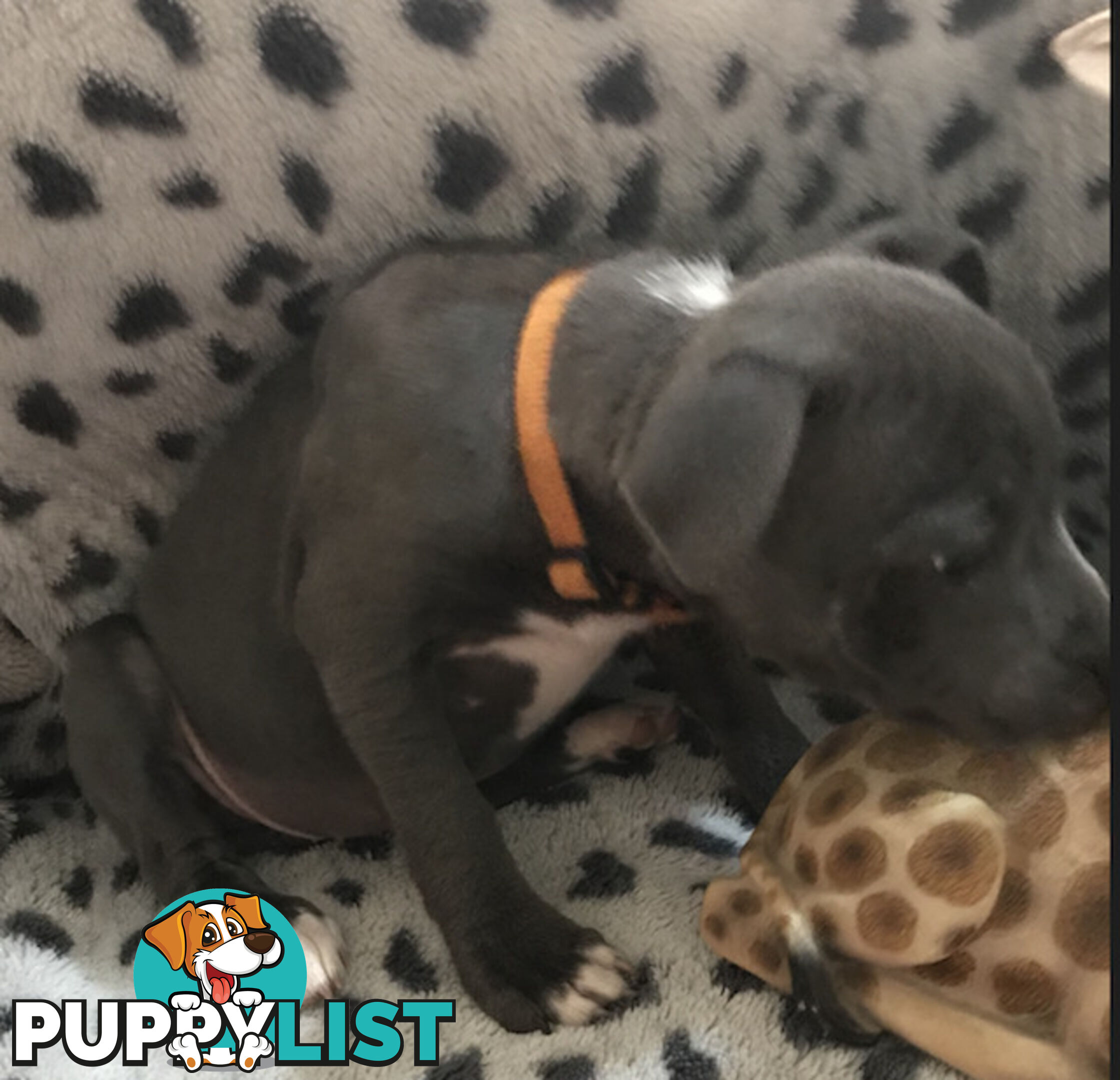 Pure Bred English Staffy Puppies-The Love Police - Gorgeous Parents