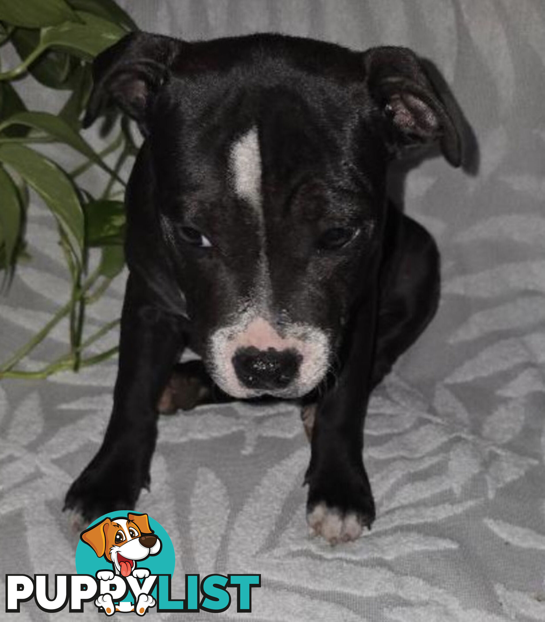 Pure Bred English Staffy Pups-Victoria