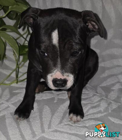 Pure Bred English Staffy Pups-Victoria