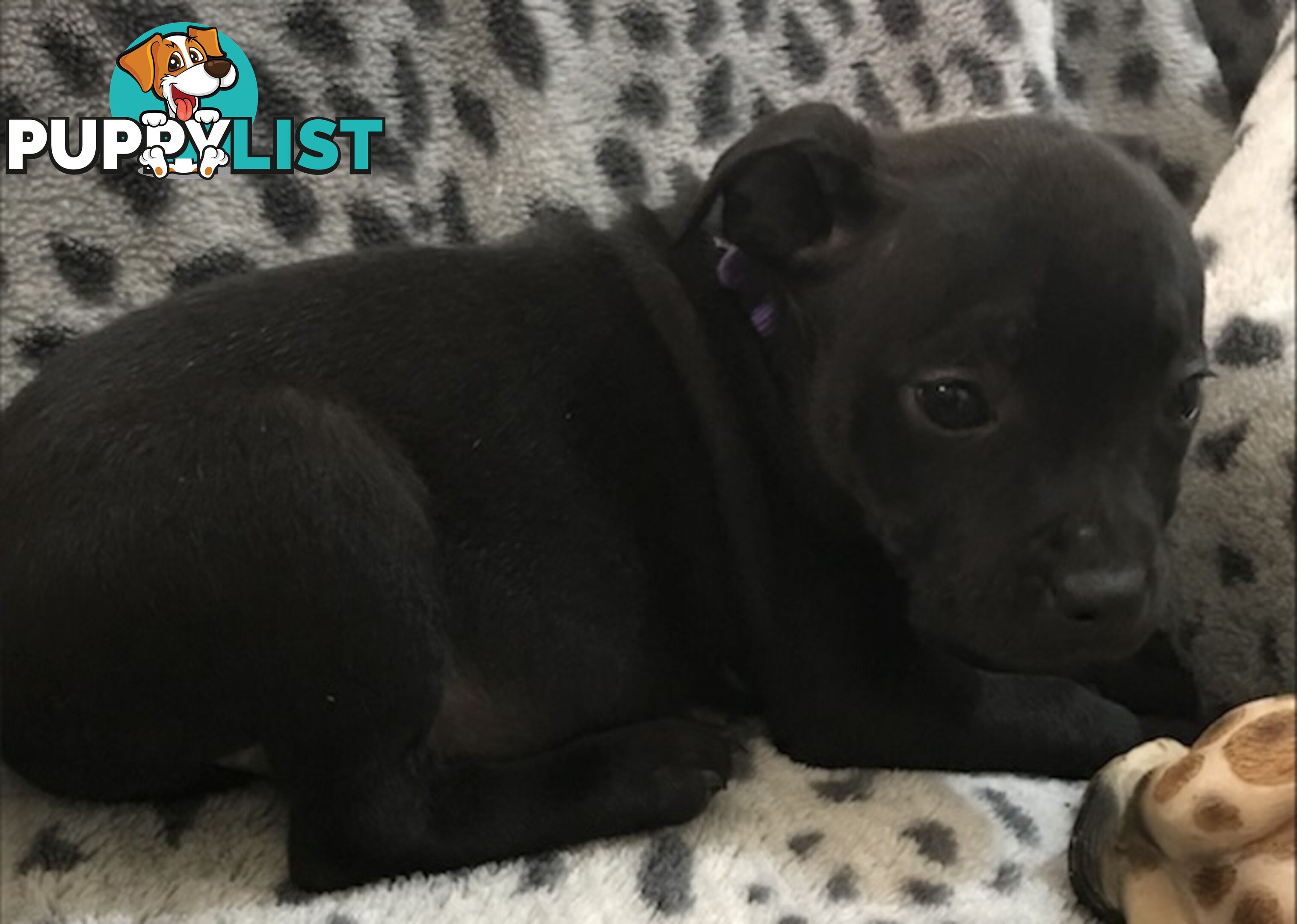 Pure Bred English Staffy Puppies-The Love Police - Gorgeous Parents