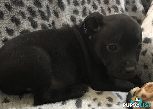 Pure Bred English Staffy Puppies-The Love Police - Gorgeous Parents