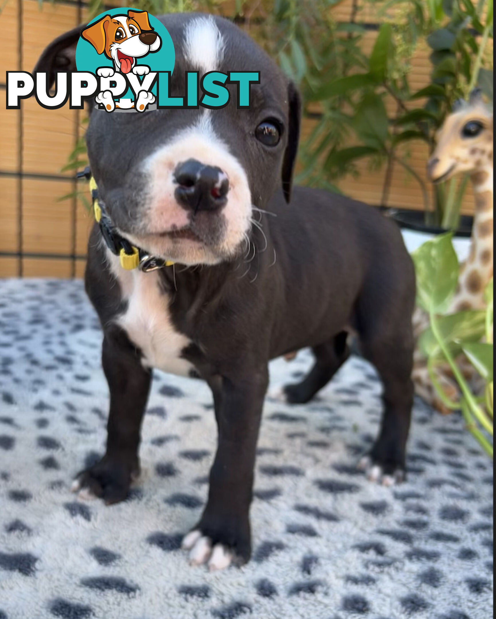 11 English Staffy Puppies-The Love Police - Gorgeous Parents made Pretty Pups