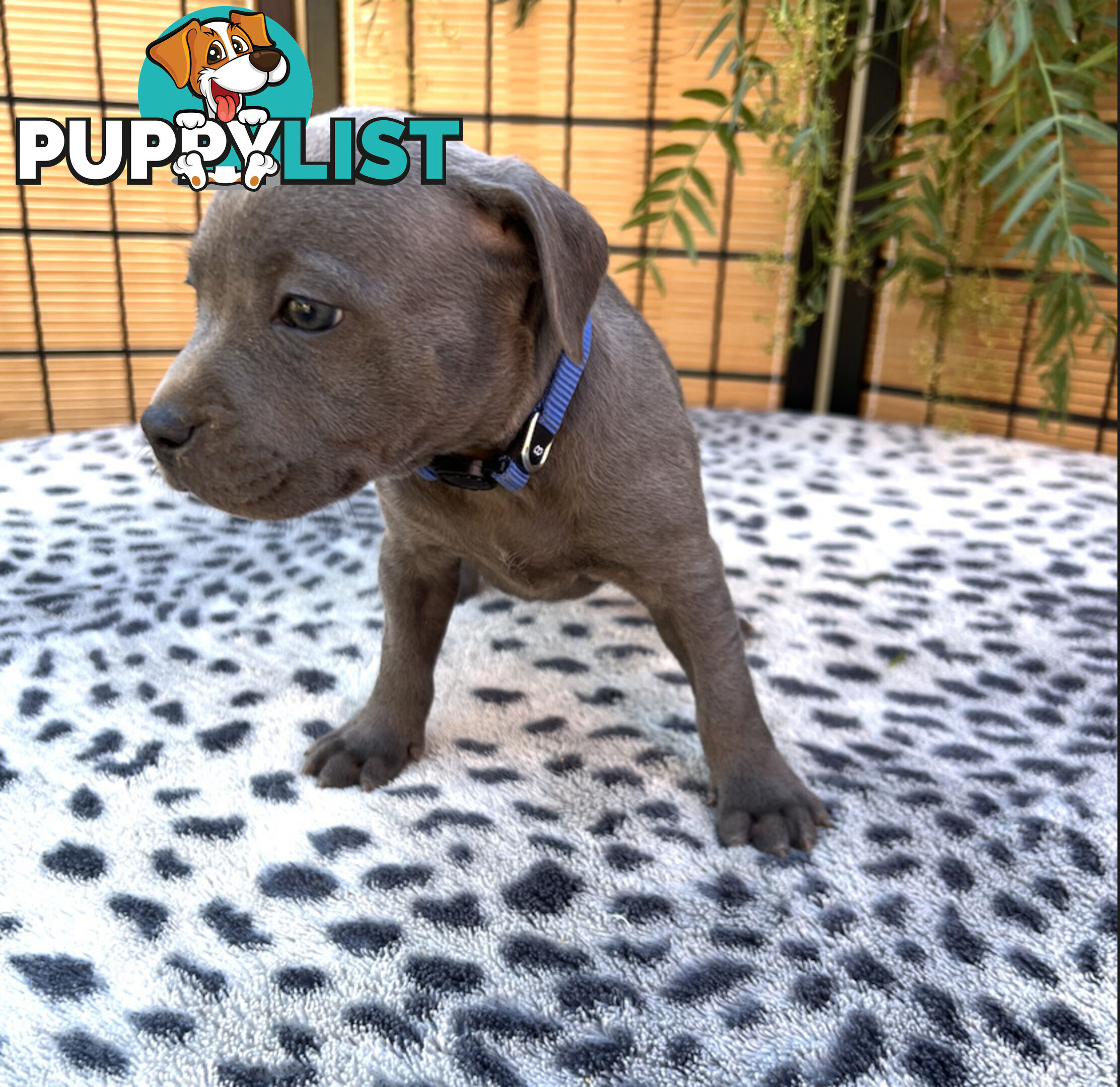 11 English Staffy Puppies-The Love Police - Gorgeous Parents made Pretty Pups