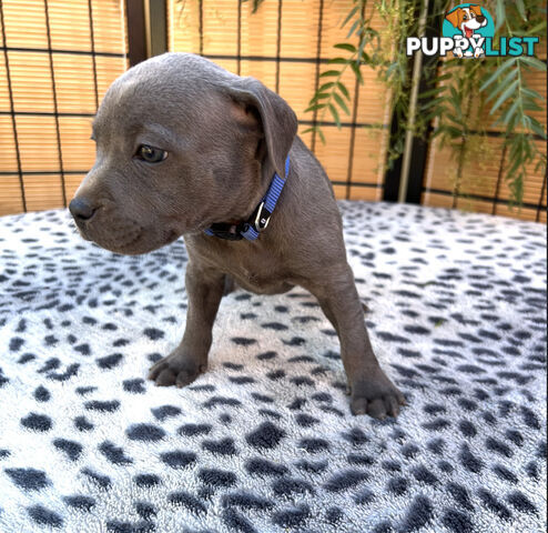 11 English Staffy Puppies-The Love Police - Gorgeous Parents made Pretty Pups