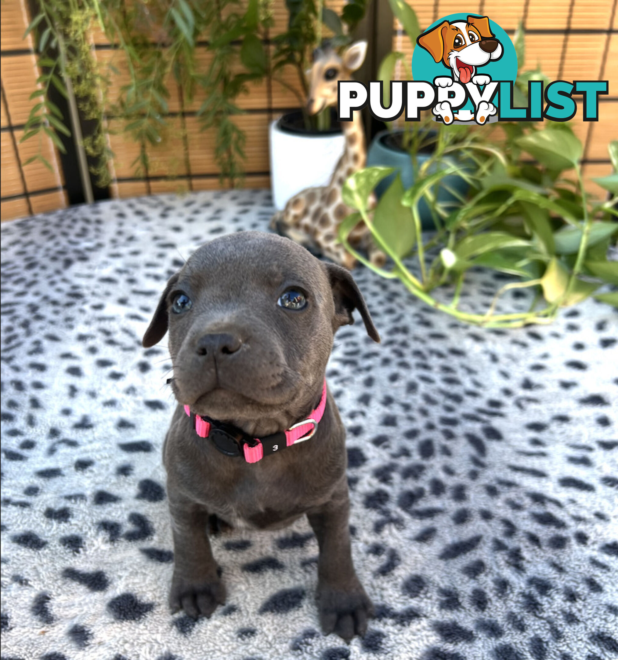 11 English Staffy Puppies-The Love Police - Gorgeous Parents made Pretty Pups