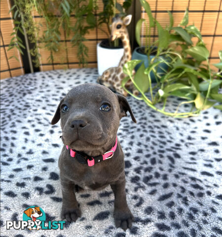 11 English Staffy Puppies- The Love Police - Gorgeous Parents made Pretty Pups