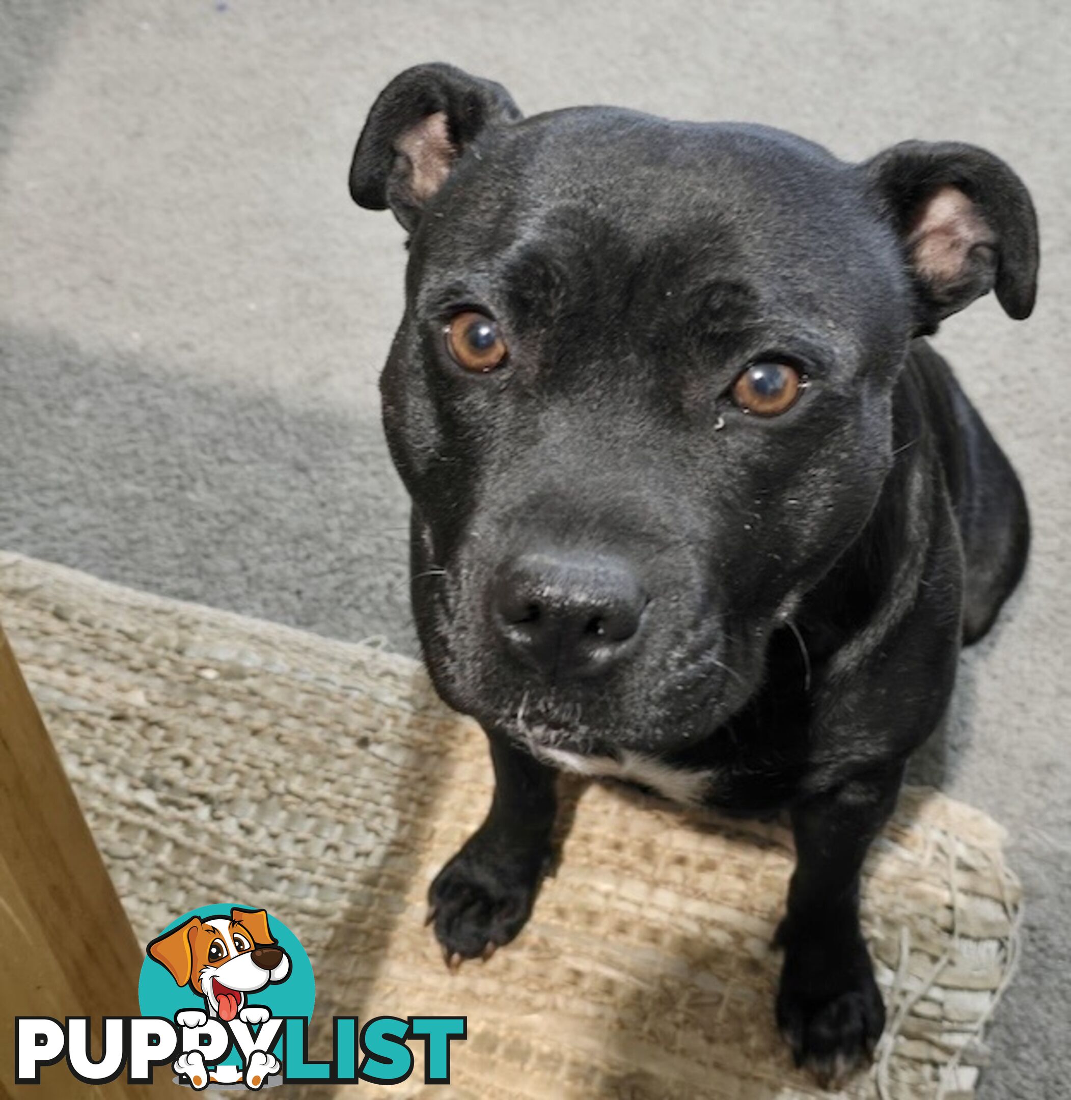 11 English Staffy Puppies-The Love Police - Gorgeous Parents made Pretty Pups