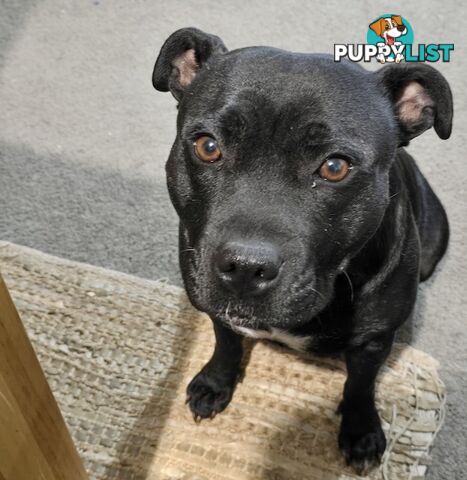 11 English Staffy Puppies-The Love Police - Gorgeous Parents made Pretty Pups