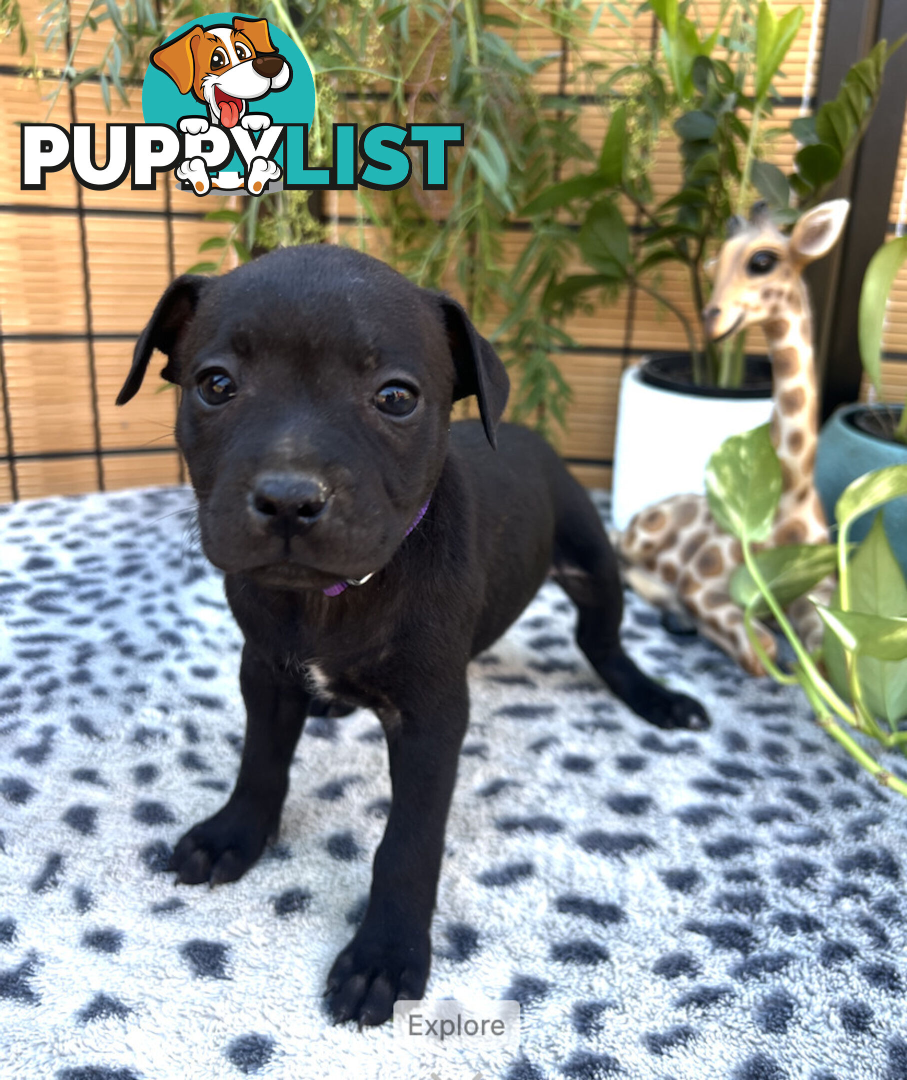 11 English Staffy Puppies-The Love Police - Gorgeous Parents made Pretty Pups