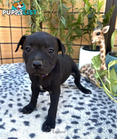 11 English Staffy Puppies-The Love Police - Gorgeous Parents made Pretty Pups