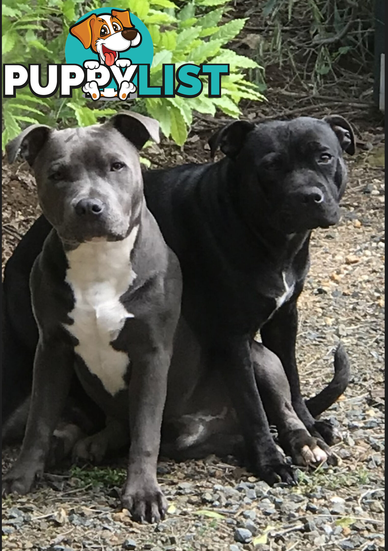 11 English Staffy Puppies-The Love Police - Gorgeous Parents made Pretty Pups