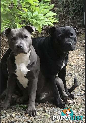11 English Staffy Puppies-The Love Police - Gorgeous Parents made Pretty Pups
